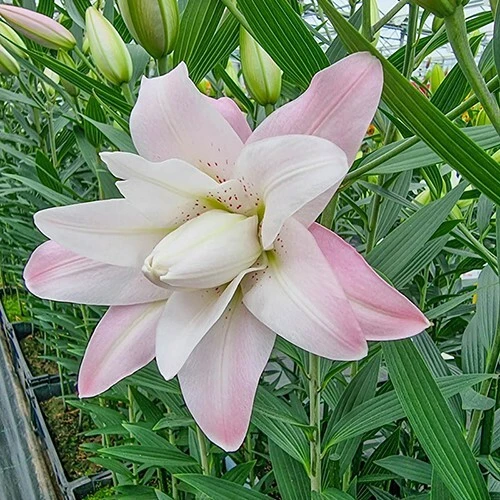 2 Lotus Queen Double Oriental Lily Flower Bulbs - Multicolor, Outdoor - Image 4