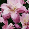 2 Lotus Queen Double Oriental Lily Flower Bulbs - Multicolor, Outdoor - Image 1