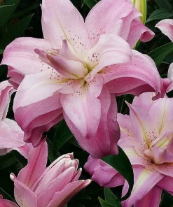 2 Lotus Queen Double Oriental Lily Flower Bulbs - Multicolor, Outdoor - Image 1
