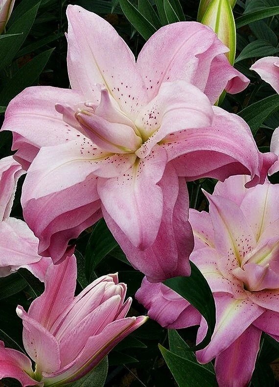 2 Lotus Queen Double Oriental Lily Flower Bulbs - Multicolor, Outdoor - Image 1