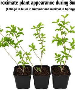 2 Lynwood Gold Forsythia Shrubs - 10-18" Tall Live Plants - Quart Pots - Image 2