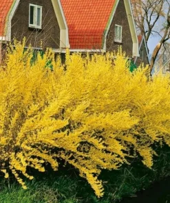2 Lynwood Gold Forsythia Shrubs - 10-18