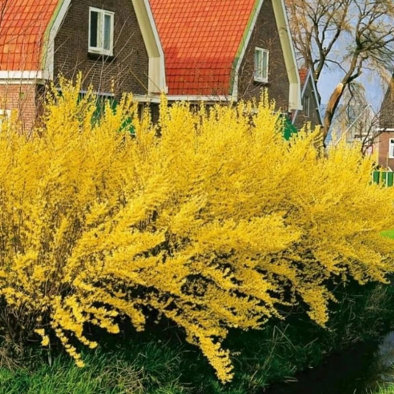 2 Lynwood Gold Forsythia Shrubs - 10-18" Tall Live Plants - Quart Pots - Image 4