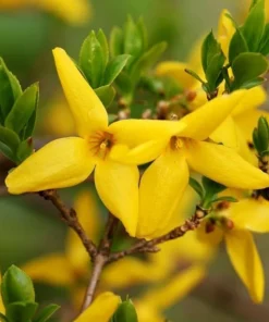 2 Lynwood Gold Forsythia Shrubs - 10-18