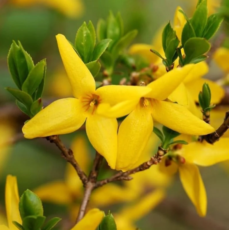 2 Lynwood Gold Forsythia Shrubs - 10-18" Tall Live Plants - Quart Pots - Image 5