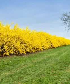 2 Lynwood Gold Forsythia Shrubs - 10-18