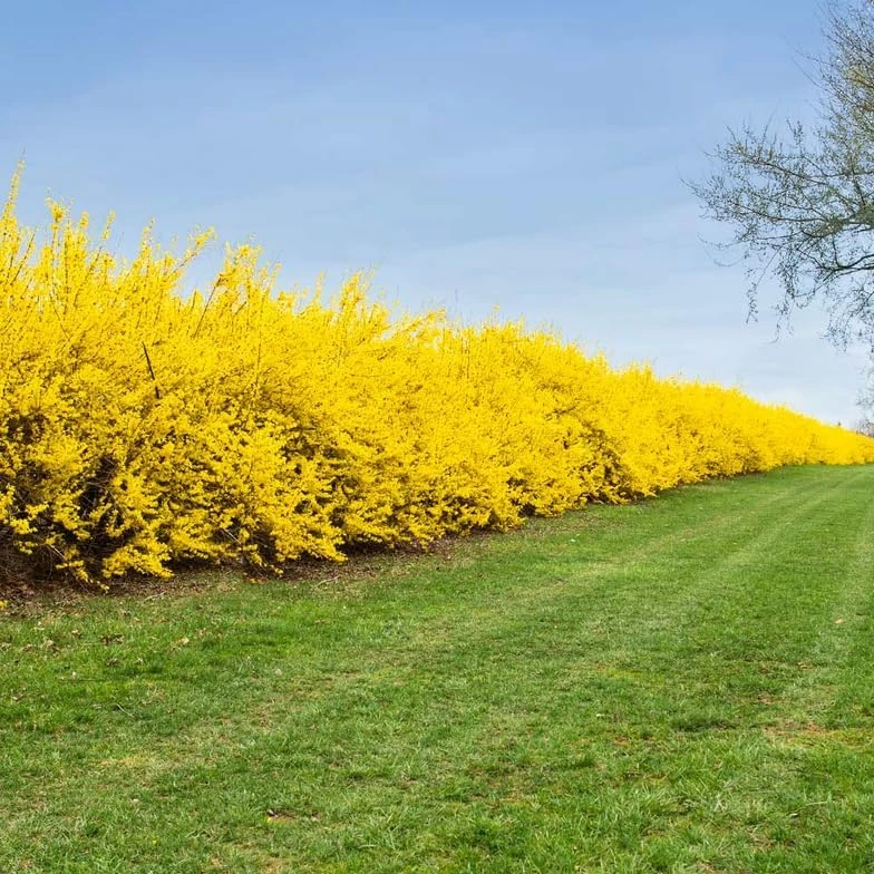 2 Lynwood Gold Forsythia Shrubs - 10-18" Tall Live Plants - Quart Pots - Image 6