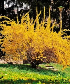 2 Lynwood Gold Forsythia Shrubs - 10-18