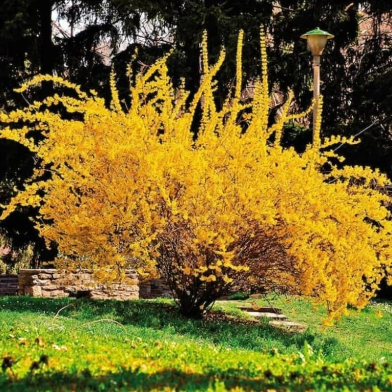 2 Lynwood Gold Forsythia Shrubs - 10-18" Tall Live Plants - Quart Pots - Image 7