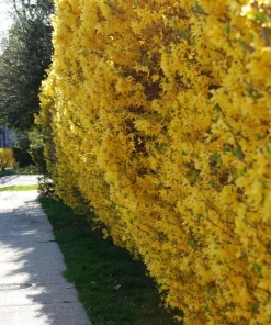 2 Lynwood Gold Forsythia Shrubs - 10-18