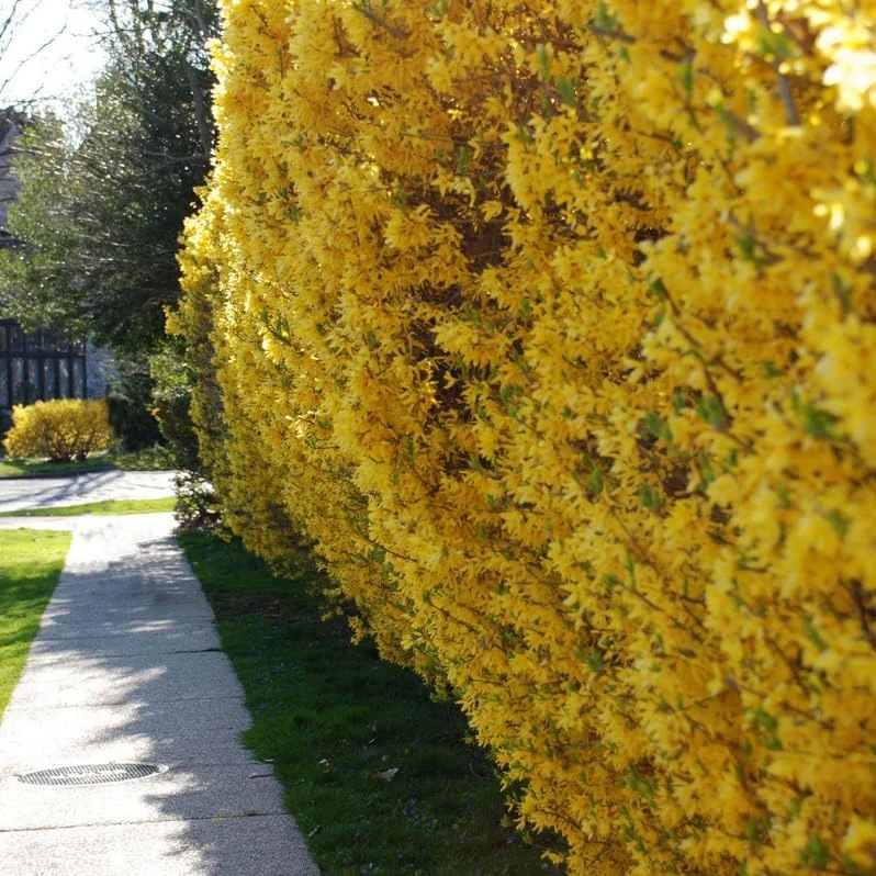 2 Lynwood Gold Forsythia Shrubs - 10-18" Tall Live Plants - Quart Pots - Image 8