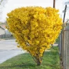 2 Lynwood Gold Forsythia Shrubs - 10-18" Tall Live Plants - Quart Pots - Image 1