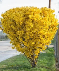 2 Lynwood Gold Forsythia Shrubs - 10-18" Tall Live Plants - Quart Pots - Image 1