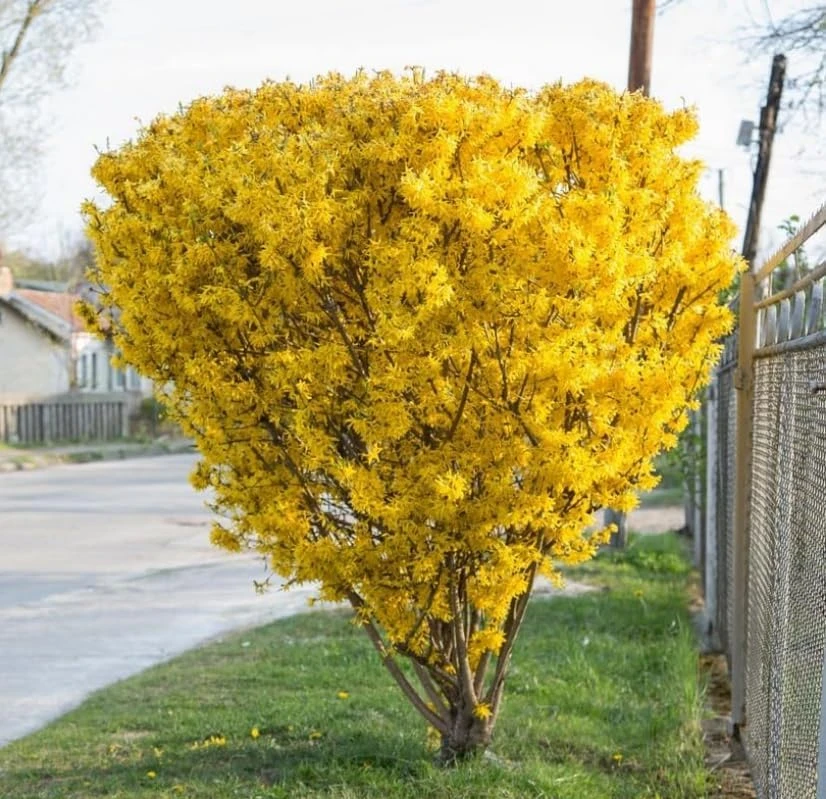 2 Lynwood Gold Forsythia Shrubs - 10-18" Tall Live Plants - Quart Pots - Image 1