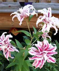 2 Magic Star Double Oriental Lily Bulbs - Perennial Outdoor Blooms - Image 2