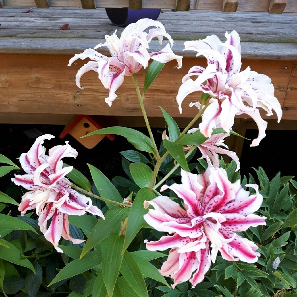 2 Magic Star Double Oriental Lily Bulbs - Perennial Outdoor Blooms - Image 2