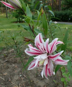 2 Magic Star Double Oriental Lily Bulbs - Perennial Outdoor Blooms - Image 3