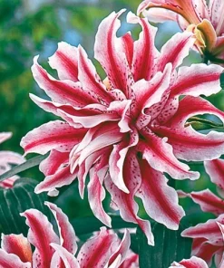 2 Magic Star Double Oriental Lily Bulbs - Perennial Outdoor Blooms - Image 1