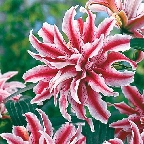 2 Magic Star Double Oriental Lily Bulbs - Perennial Outdoor Blooms - Image 1