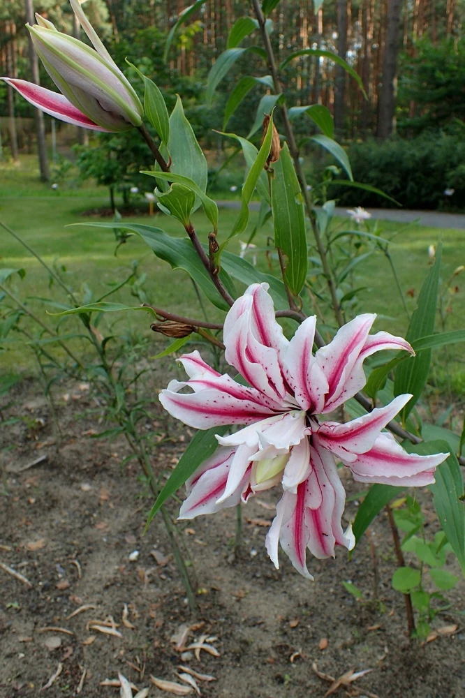 2 Magic Star Double Oriental Lily Flower Bulbs - Perennial Outdoor - Image 3