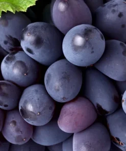 2 Mars Seedless Grape Vine Live Plants - 1-2 Year Old, Blue Grapes, Outdoor - Image 2