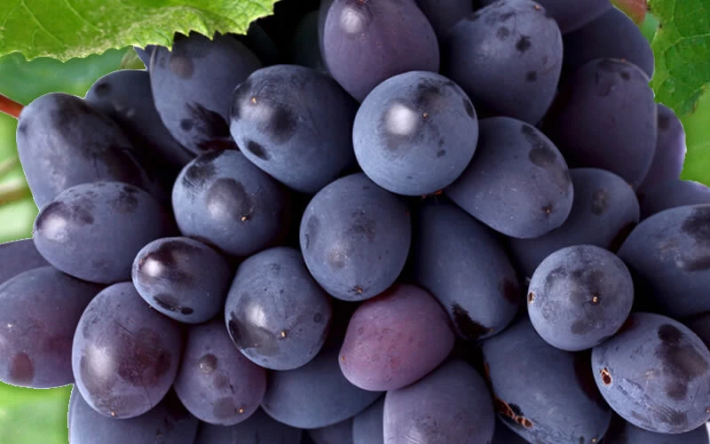 2 Mars Seedless Grape Vine Live Plants - 1-2 Year Old, Blue Grapes, Outdoor - Image 2