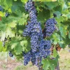 2 Mars Seedless Grape Vine Live Plants - 1-2 Year Old, Blue Grapes, Outdoor - Image 1