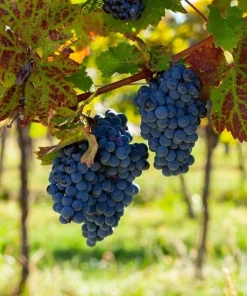 2 - MERLOT Live Wine Grape Vine Plants- 1-2 yr Old - Pruned & Ready for Planting - Image 2