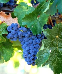 2 - MERLOT Live Wine Grape Vine Plants- 1-2 yr Old - Pruned & Ready for Planting - Image 1