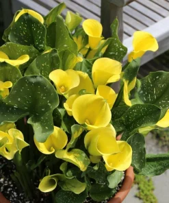 2 Millennium Gold Calla Lily Bulbs - Live Flower Plant - Outdoor, Yellow - Image 2