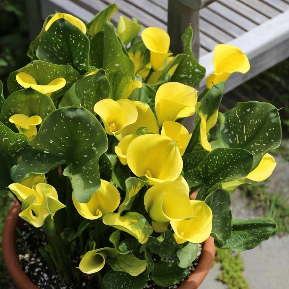 2 Millennium Gold Calla Lily Bulbs - Live Flower Plant - Outdoor, Yellow - Image 2