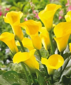 2 Millennium Gold Calla Lily Bulbs - Live Flower Plant - Outdoor, Yellow - Image 3