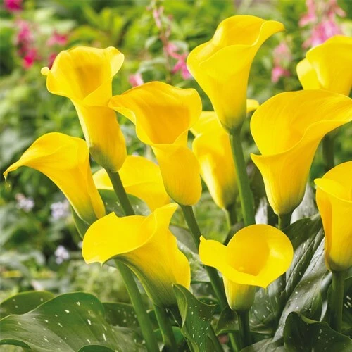 2 Millennium Gold Calla Lily Bulbs - Live Flower Plant - Outdoor, Yellow - Image 3