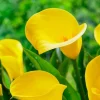 2 Millennium Gold Calla Lily Bulbs - Live Flower Plant - Outdoor, Yellow - Image 1