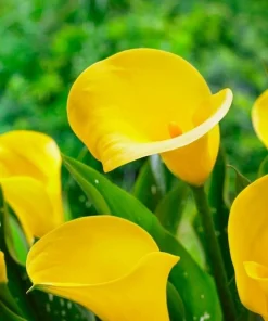 2 Millennium Gold Calla Lily Bulbs - Live Flower Plant - Outdoor, Yellow - Image 1