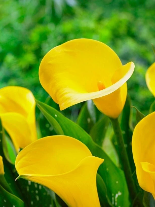 2 Millennium Gold Calla Lily Bulbs - Live Flower Plant - Outdoor, Yellow - Image 1