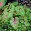 2 Miss Muffet Caladium Bulbs - Jumbo Caladium Foliage Plant Perennial Outdoor - Image 1