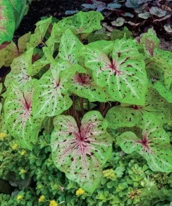 2 Miss Muffet Caladium Bulbs - Jumbo Caladium Foliage Plant Perennial Outdoor - Image 1
