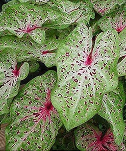 2 Miss Muffet Caladium Bulbs - Jumbo Caladium Foliage Plant Perennial Outdoor - Image 2