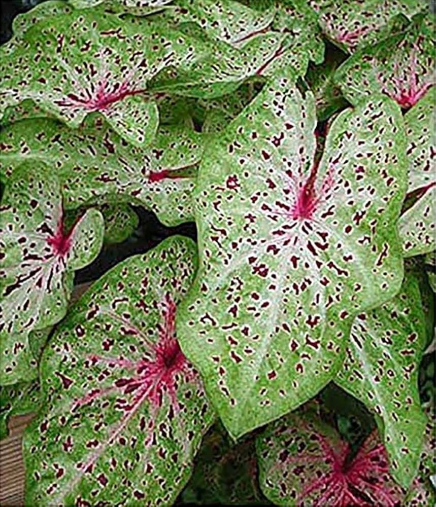2 Miss Muffet Caladium Bulbs - Jumbo Caladium Foliage Plant Perennial Outdoor - Image 2