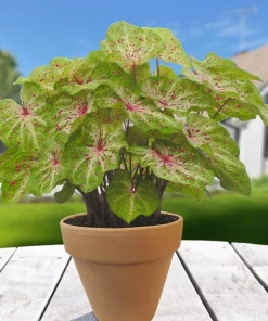 2 Miss Muffet Caladium Bulbs - Jumbo Caladium Foliage Plant Perennial Outdoor - Image 3