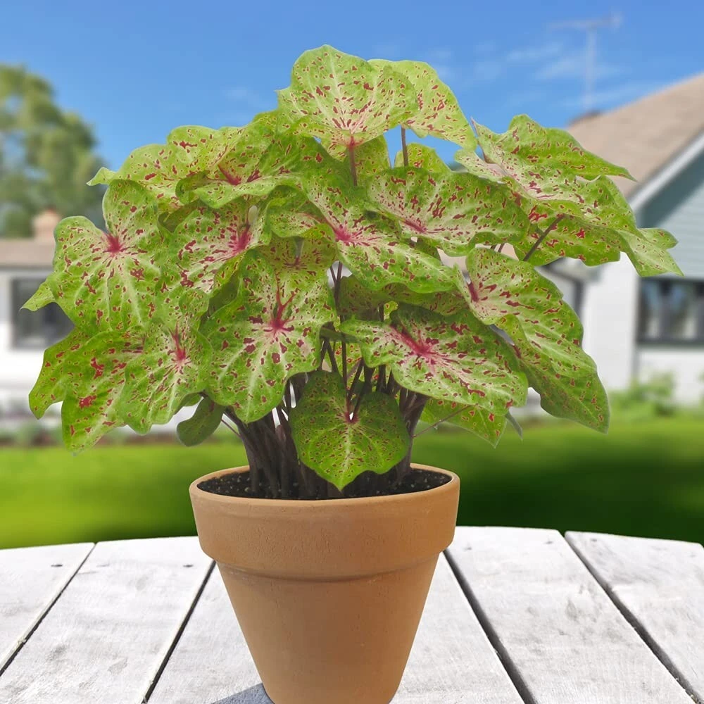 2 Miss Muffet Caladium Bulbs - Jumbo Caladium Foliage Plant Perennial Outdoor - Image 3