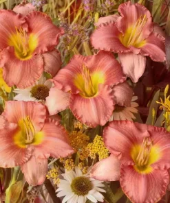 2 My Melinda Daylily Bare Root Plants - Award Winner Perennial Flower Outdoor Full Sun - Image 2