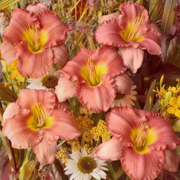 2 My Melinda Daylily Bare Root Plants - Award Winner Perennial Flower Outdoor Full Sun - Image 2