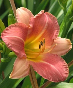 2 My Melinda Daylily Bare Root Plants - Award Winner Perennial Flower Outdoor Full Sun - Image 3