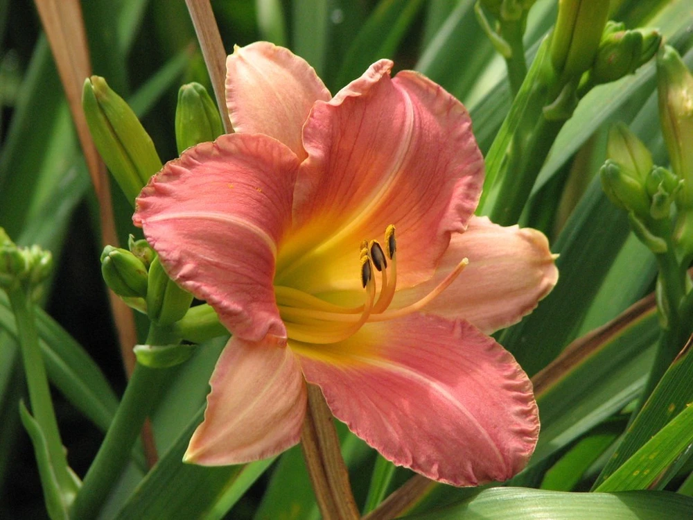 2 My Melinda Daylily Bare Root Plants - Award Winner Perennial Flower Outdoor Full Sun - Image 3