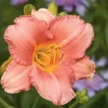 2 My Melinda Daylily Bare Root Plants - Award Winner Perennial Flower Outdoor Full Sun - Image 1