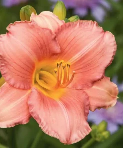2 My Melinda Daylily Bare Root Plants - Award Winner Perennial Flower Outdoor Full Sun - Image 1