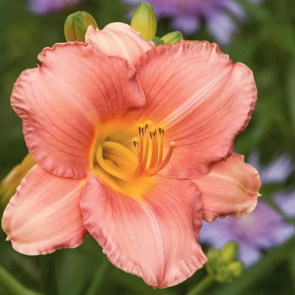 2 My Melinda Daylily Bare Root Plants - Award Winner Perennial Flower Outdoor Full Sun - Image 1
