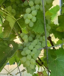 2 Neptune Seedless Grape Vine Plants - 1-2 Yr Old - Live Edible Outdoor - Image 1